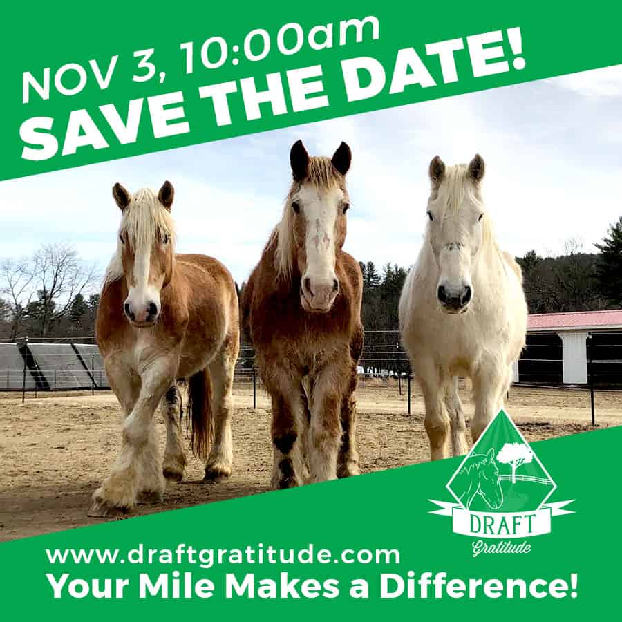Draft Gratitude A NonProfit Draft Horse Rescue Saving Draft Horses