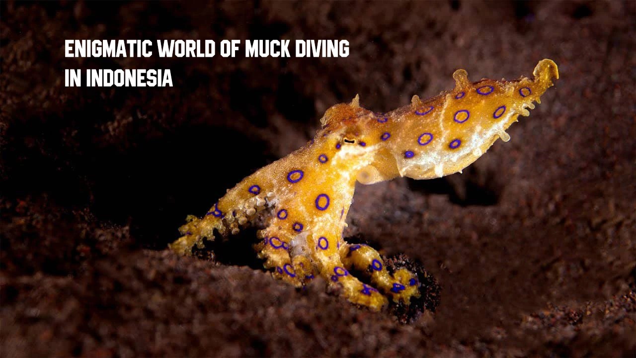 Exploring the Enigmatic World of Muck Diving in Indonesia 2024