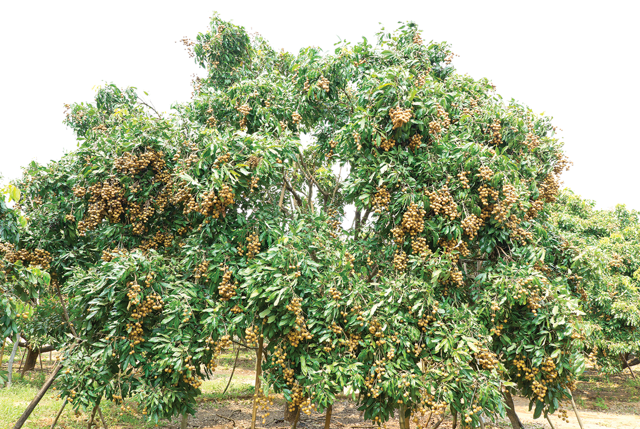 Longan eeTee in Jar