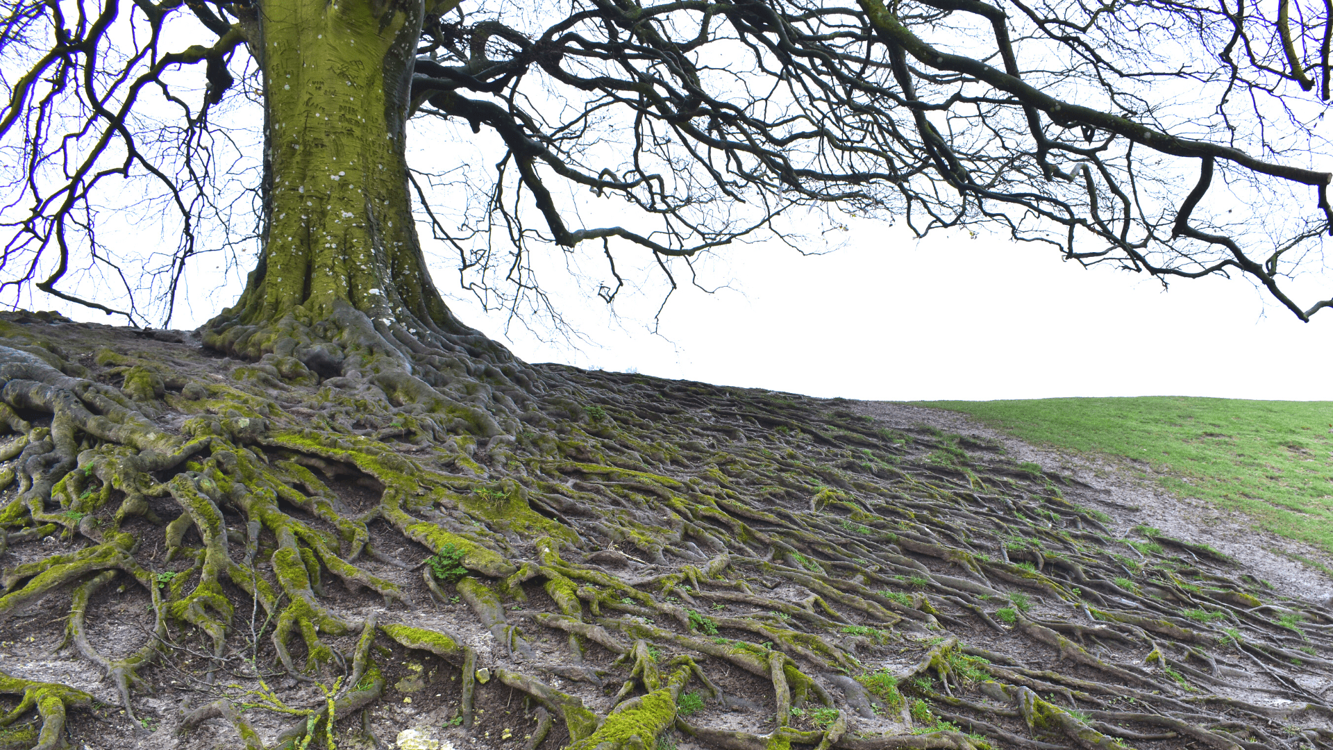 How To Tell If You've Got Tree Roots In Your Pipes Drains Plus