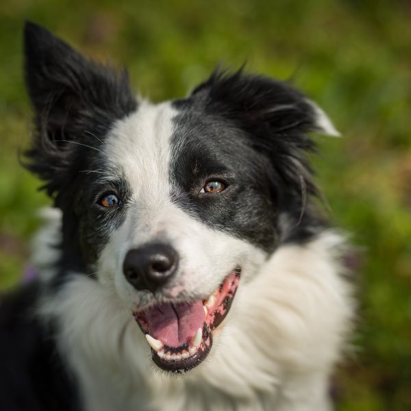 Dr. Avril Rothwell (M.Sc., Ph.D.)