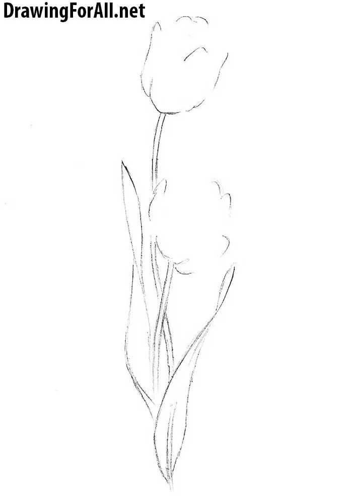 How to Draw a Tulip