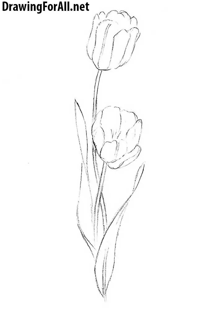 How to Draw a Tulip