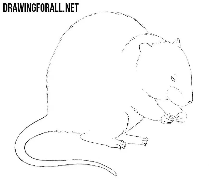 How to Draw a Muskrat