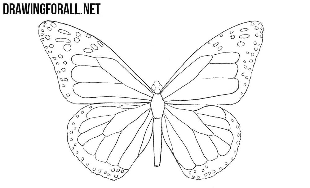 How to Draw a Butterfly How to Draw a Butterfly