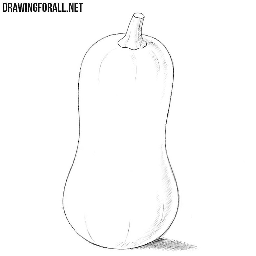 How to Draw a Squash How to Draw a Squash
