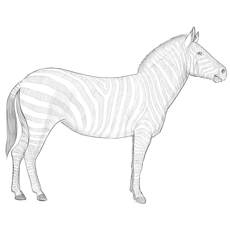 How to Draw a Zebra