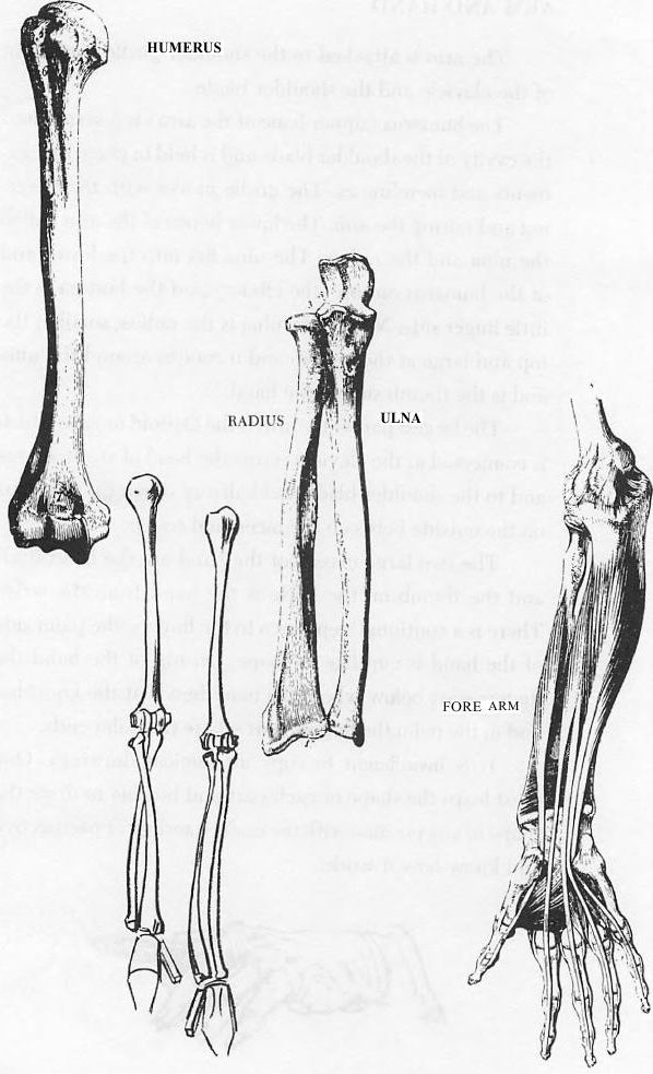 Drawing Human Arms and Hands How to Draw The Arms and Hands with