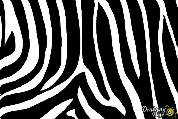 How to Draw Zebra Print DrawingNow