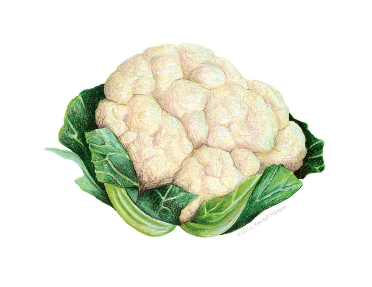 Cauliflower Drawing Pic Drawing Skill