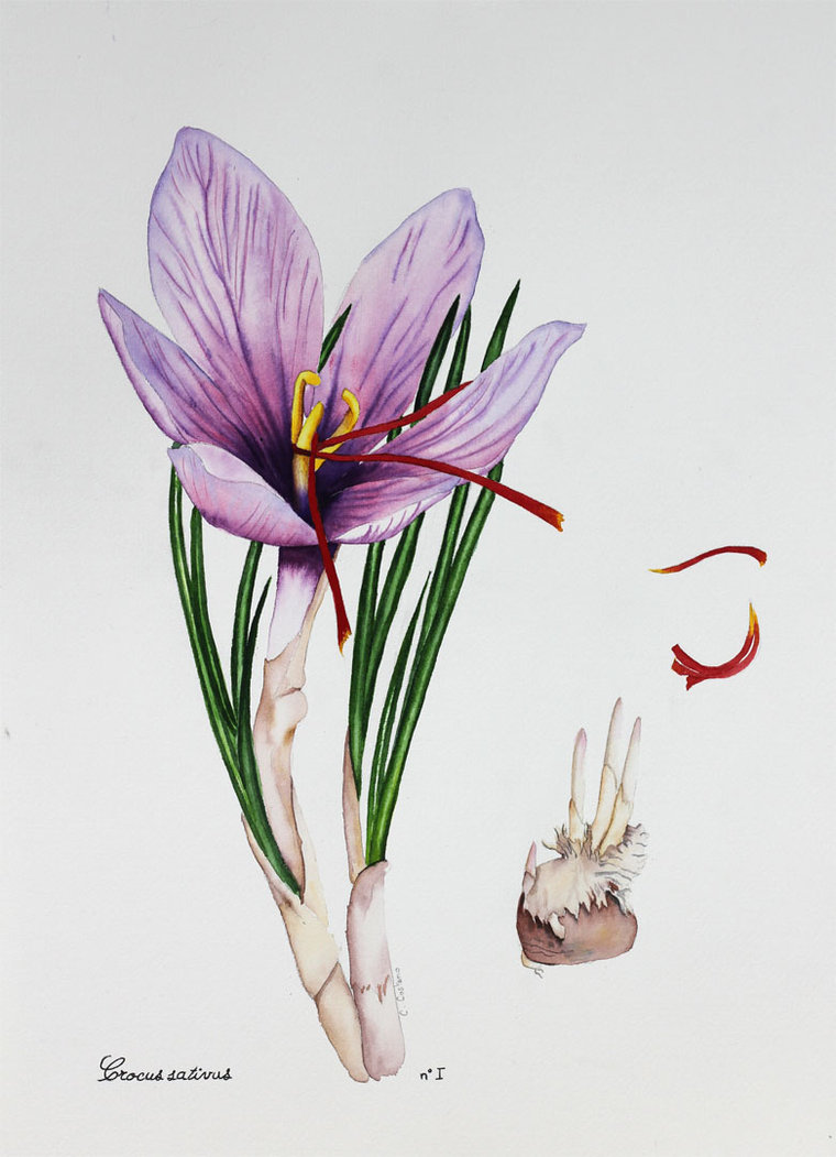 Crocus Drawing, Pencil, Sketch, Colorful, Realistic Art Images