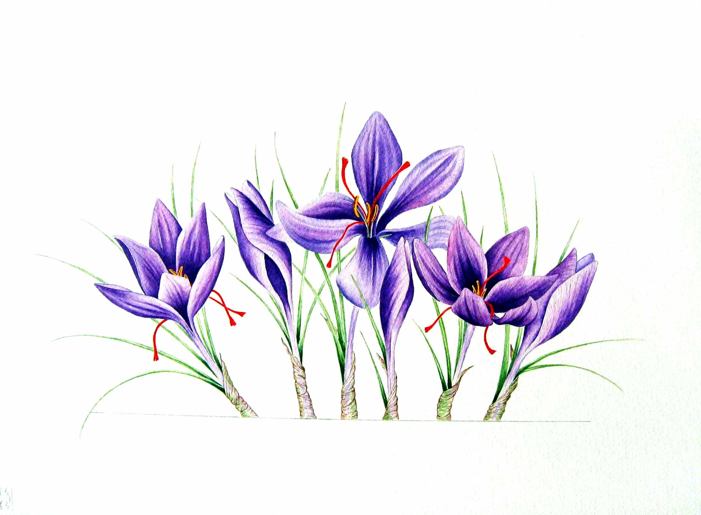 Crocus Drawing, Pencil, Sketch, Colorful, Realistic Art Images