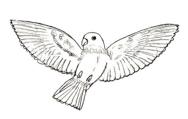 Flying Bird Drawing, Pencil, Sketch, Colorful, Realistic Art Images