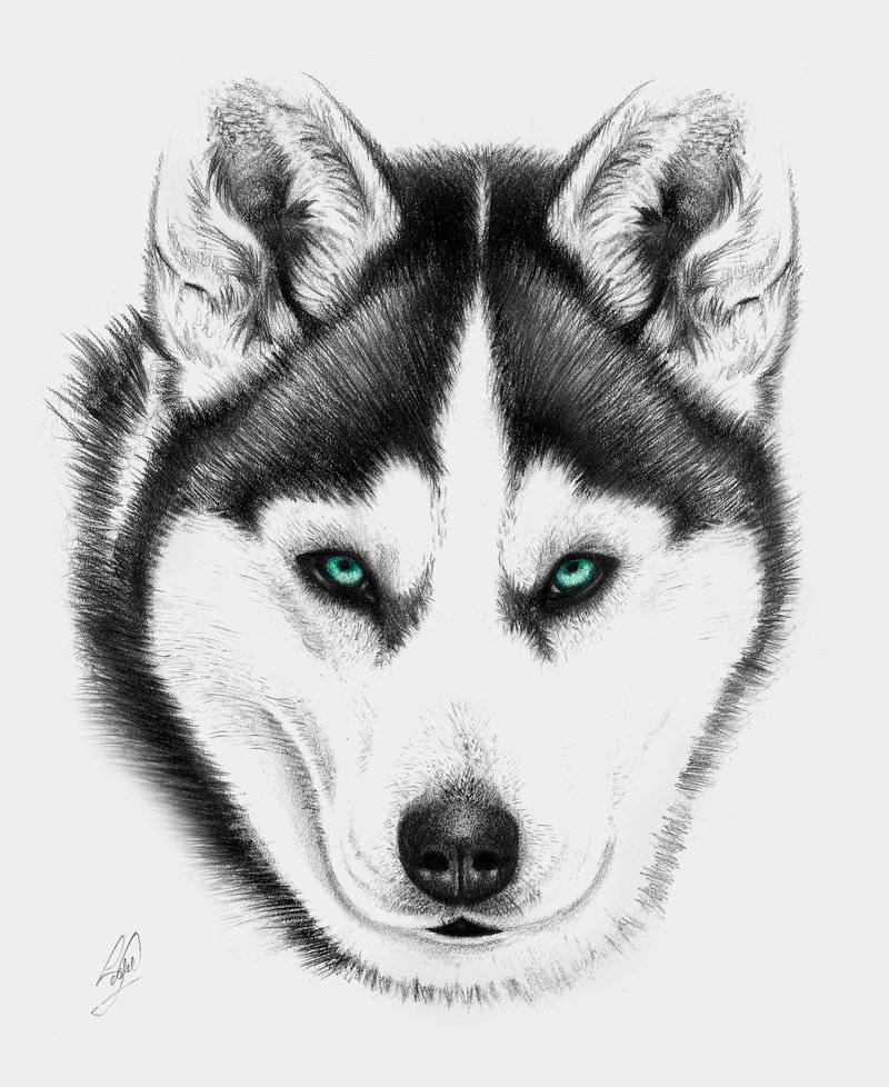 Husky Drawing, Pencil, Sketch, Colorful, Realistic Art