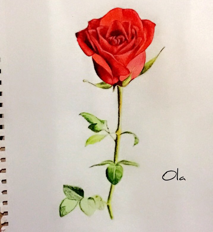 Red Rose Image Drawing Drawing Skill