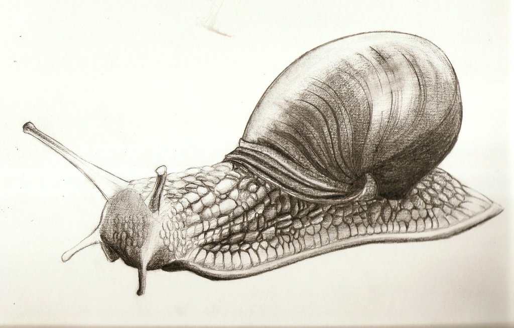 Snail Drawing Skill
