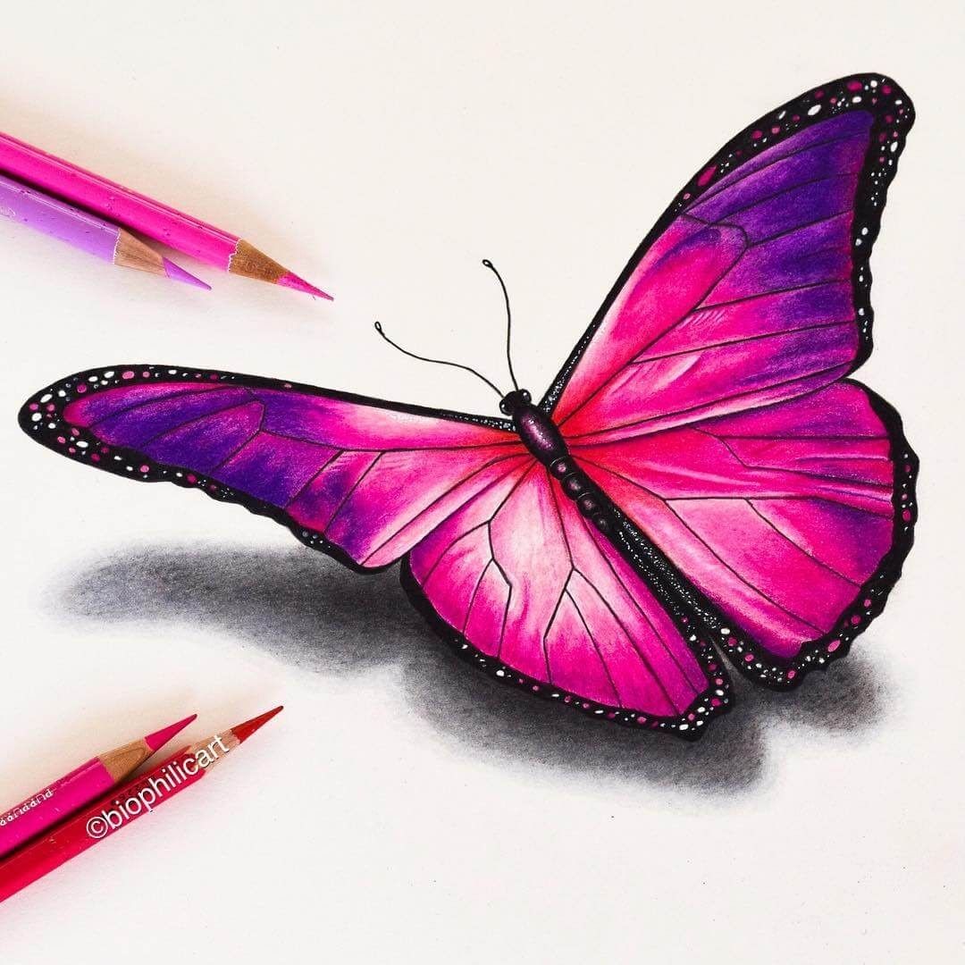 Colored Butterfly Drawing Pic Drawing Skill
