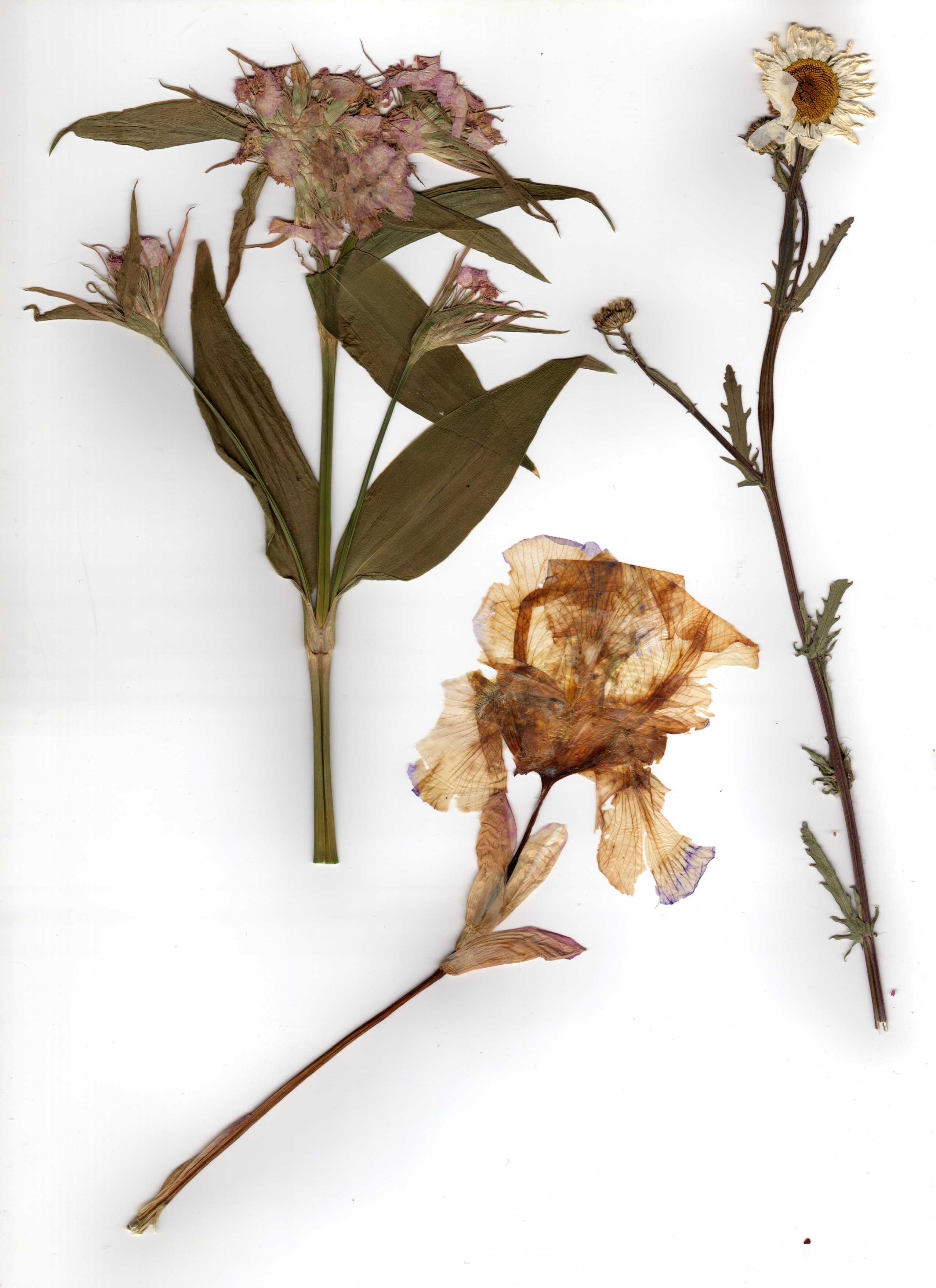 Dead Flower Drawing Images Drawing Skill