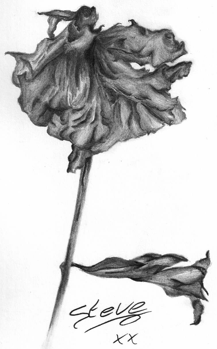 Dead Flower Drawing Pic Drawing Skill