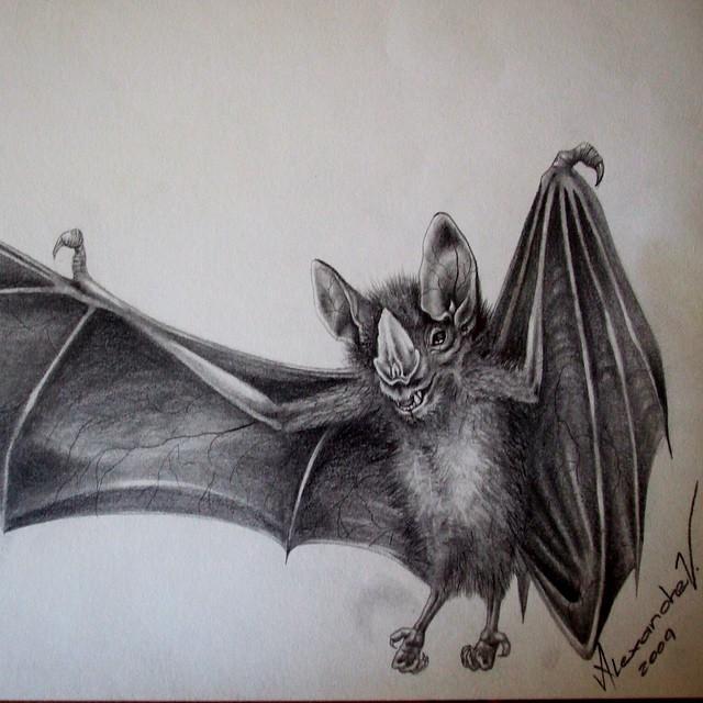 Bat Drawing, Pencil, Sketch, Colorful, Realistic Art Images Drawing Skill