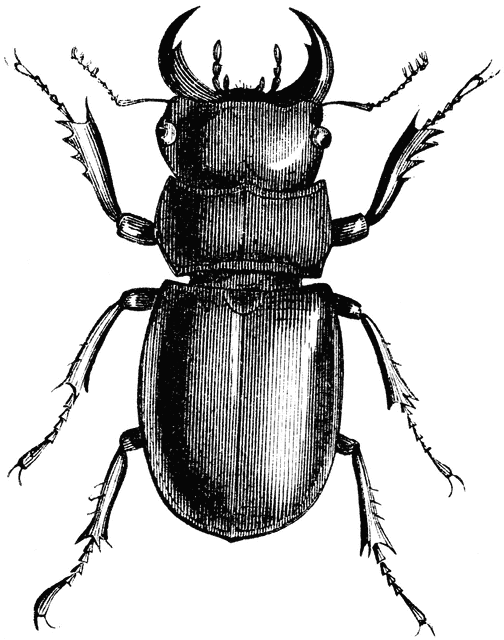 Beetle Drawing Photo Drawing Skill