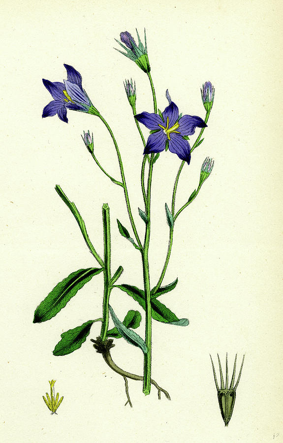 Bellflower Flower Drawing Beautiful Image Drawing Skill