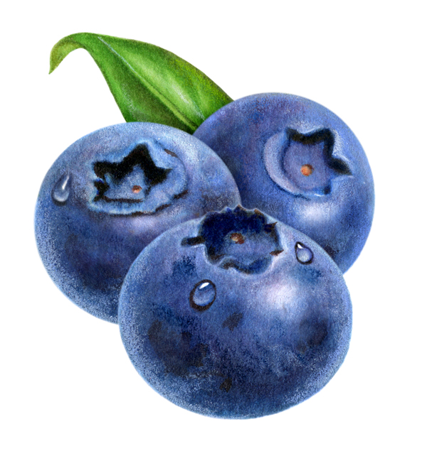 Blueberries Drawing, Pencil, Sketch, Colorful, Realistic Art Images