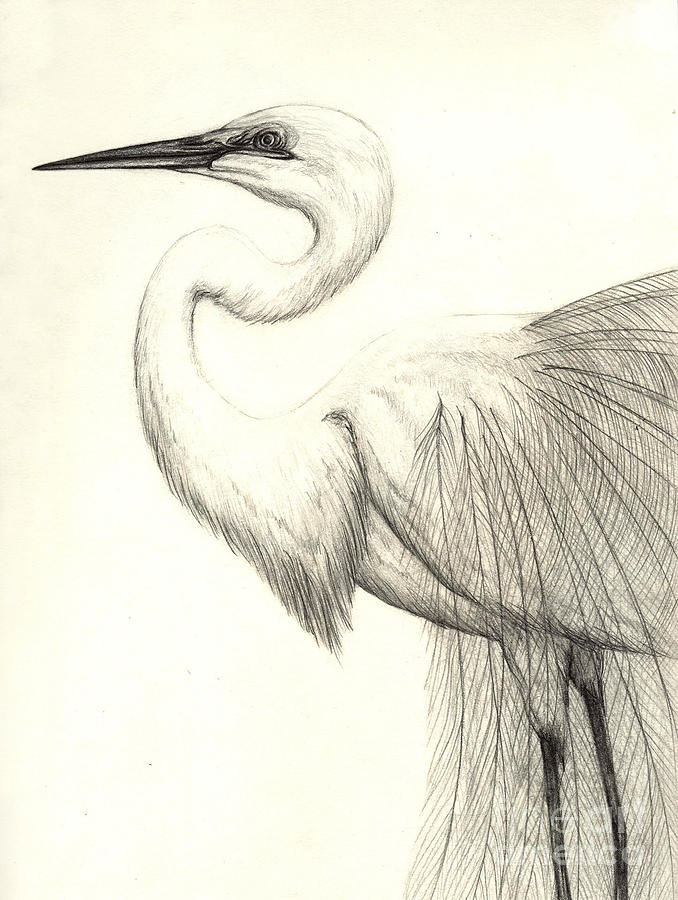 Ibis Drawing Amazing Drawing Skill