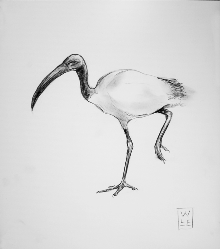 Ibis Drawing, Pencil, Sketch, Colorful, Realistic Art Images Drawing