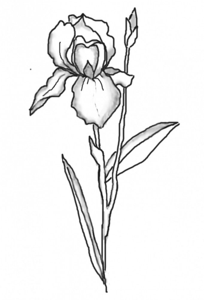Iris Drawing Sketch Drawing Skill