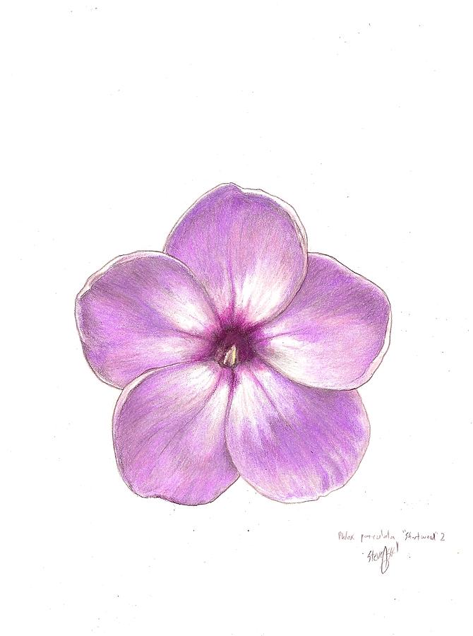 Lilac Drawing, Pencil, Sketch, Colorful, Realistic Art Images | Drawing