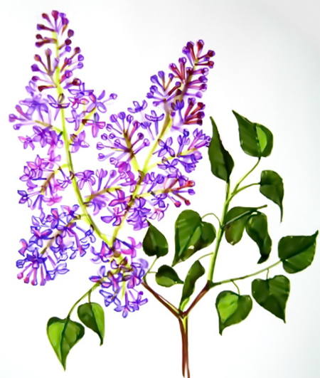 Lilac Drawing, Pencil, Sketch, Colorful, Realistic Art Images | Drawing