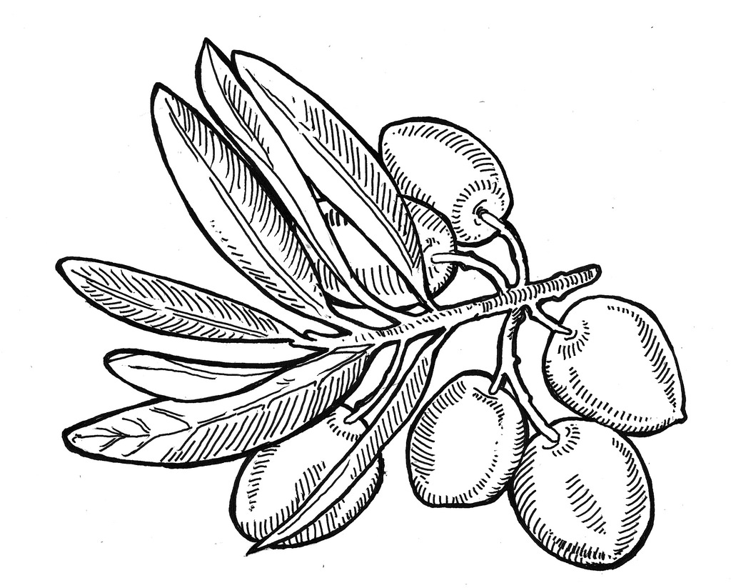 Olive Drawing, Pencil, Sketch, Colorful, Realistic Art Images Drawing Skill