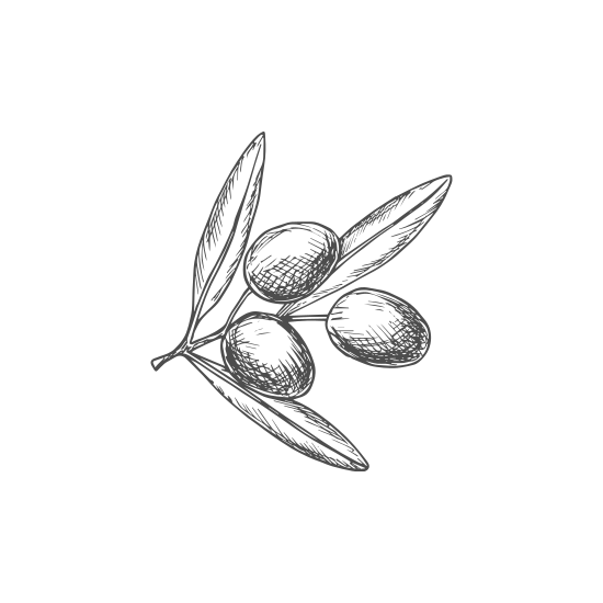 Olives Drawing Drawing Skill