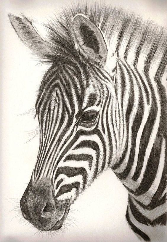 Zebra Drawing, Pencil, Sketch, Colorful, Realistic Art Images Drawing Skill