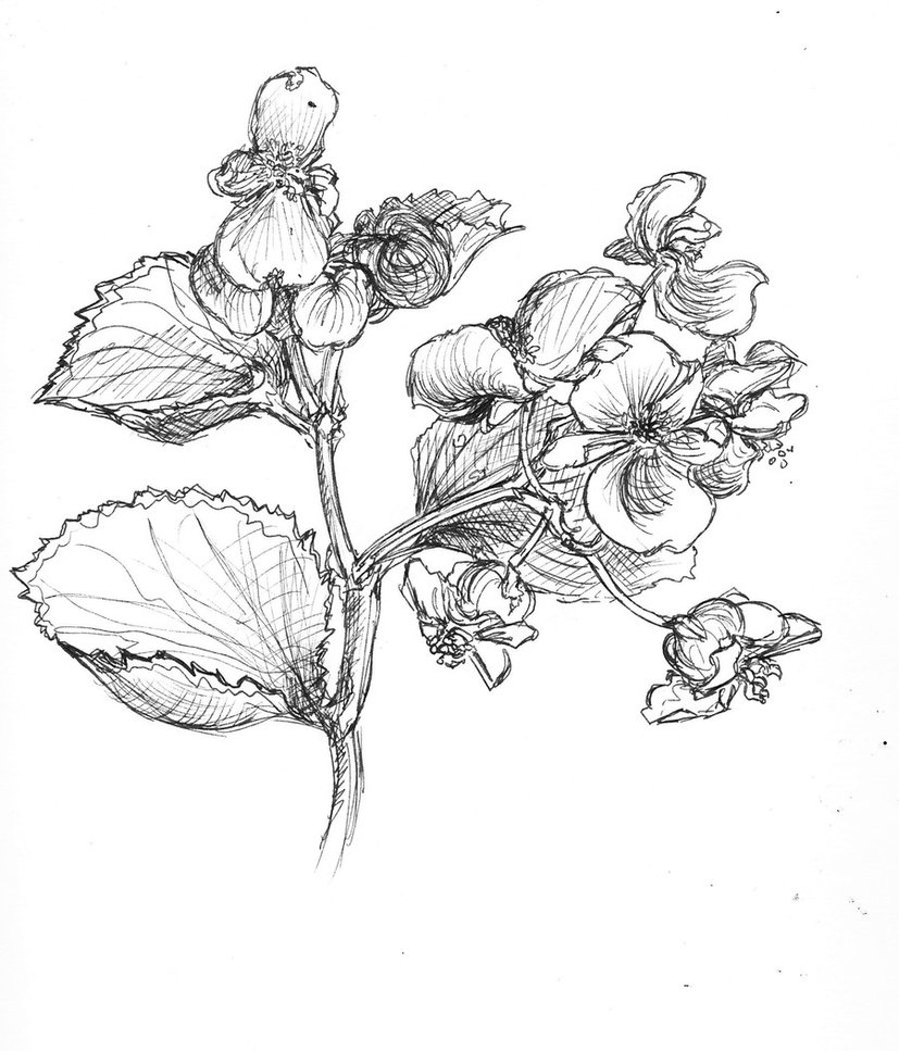 Begonia Drawing, Pencil, Sketch, Colorful, Realistic Art Images