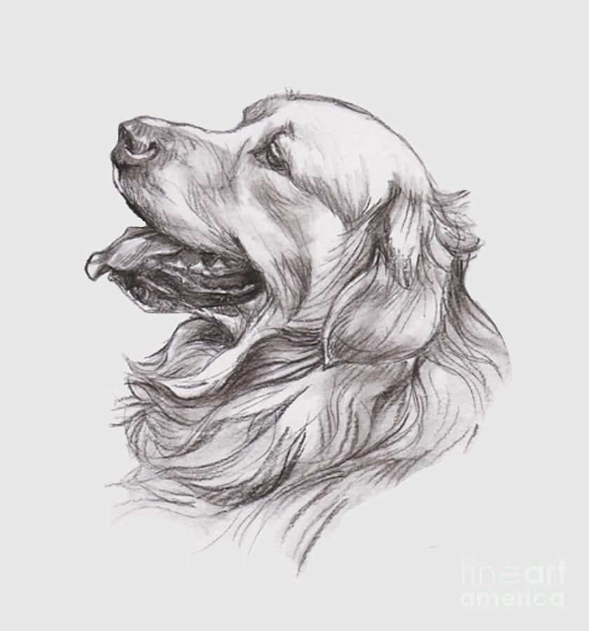 Golden Retriever Drawing, Pencil, Sketch, Colorful