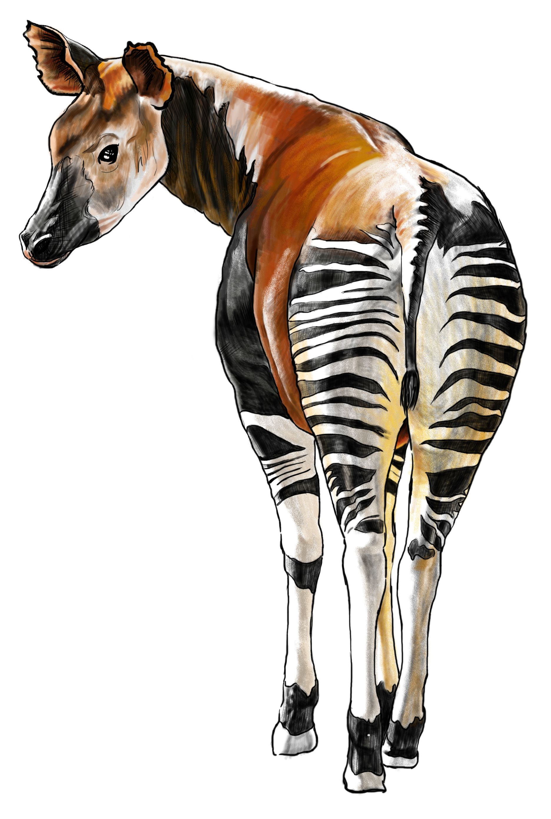 Okapi Drawing, Pencil, Sketch, Colorful, Realistic Art Images Drawing