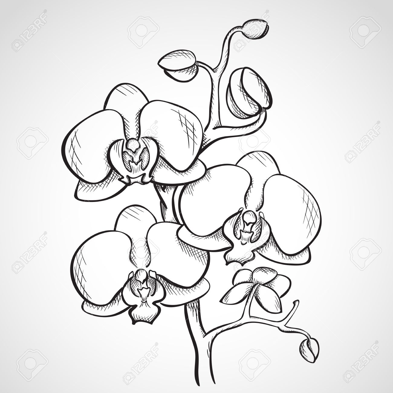 Orchid Drawing, Pencil, Sketch, Colorful, Realistic Art Images