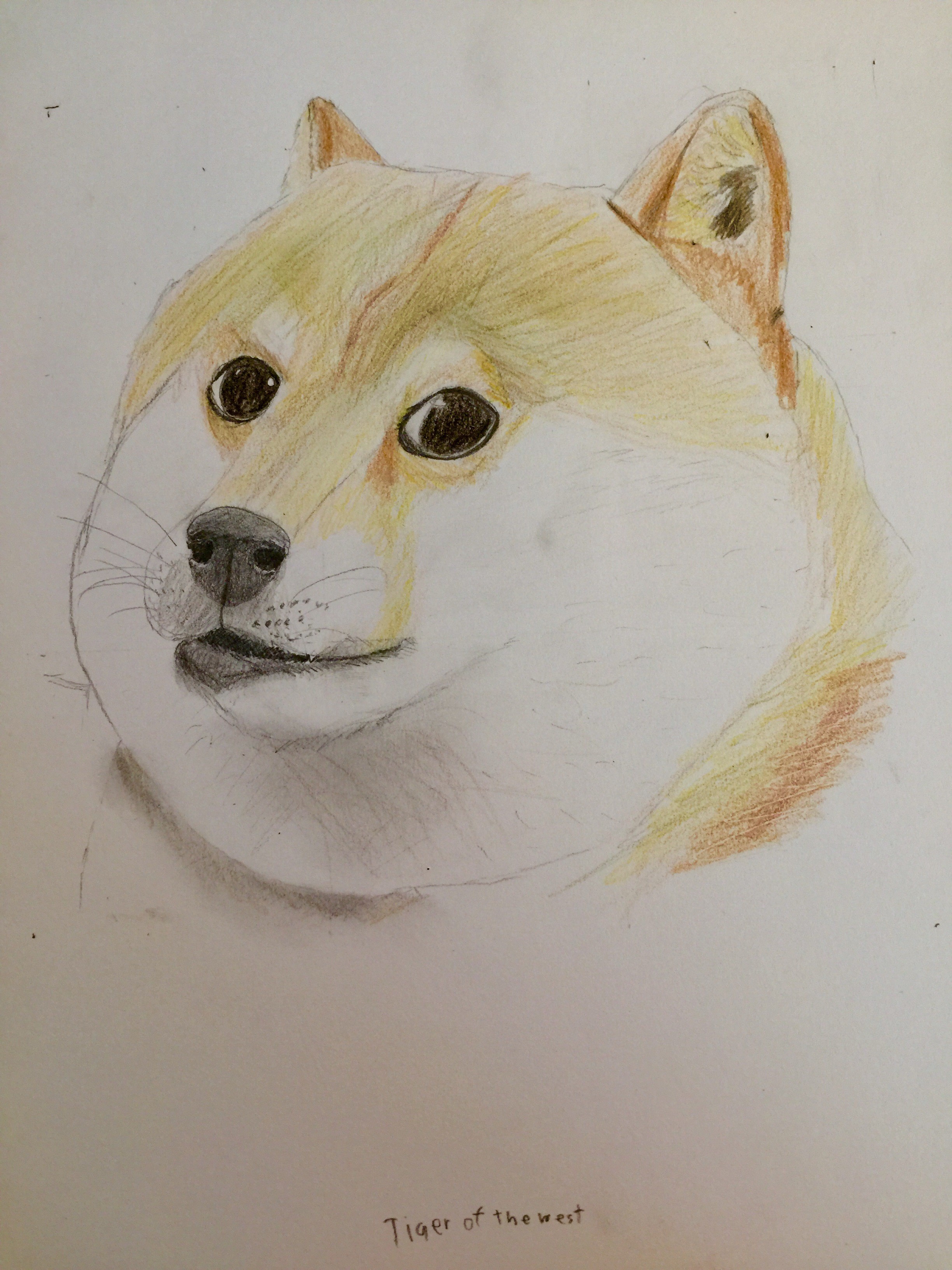 Shiba Inu Drawing Best Drawing Skill