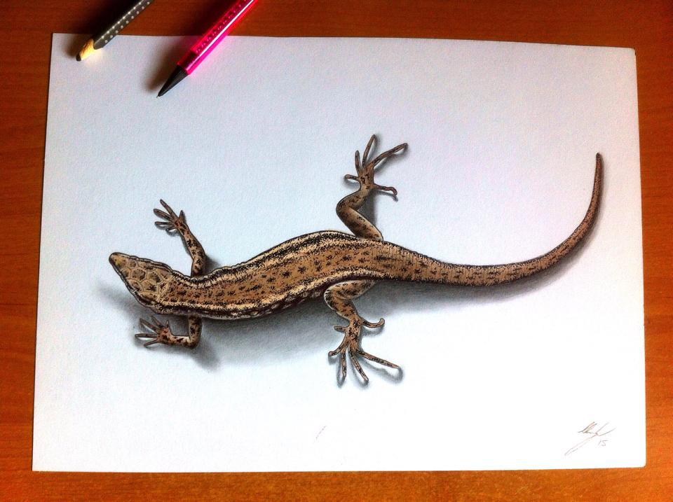 Lizard Drawing, Pencil, Sketch, Colorful, Realistic Art Images