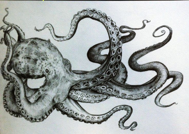 Octopus Tentacles Drawing Sketch Drawing Skill