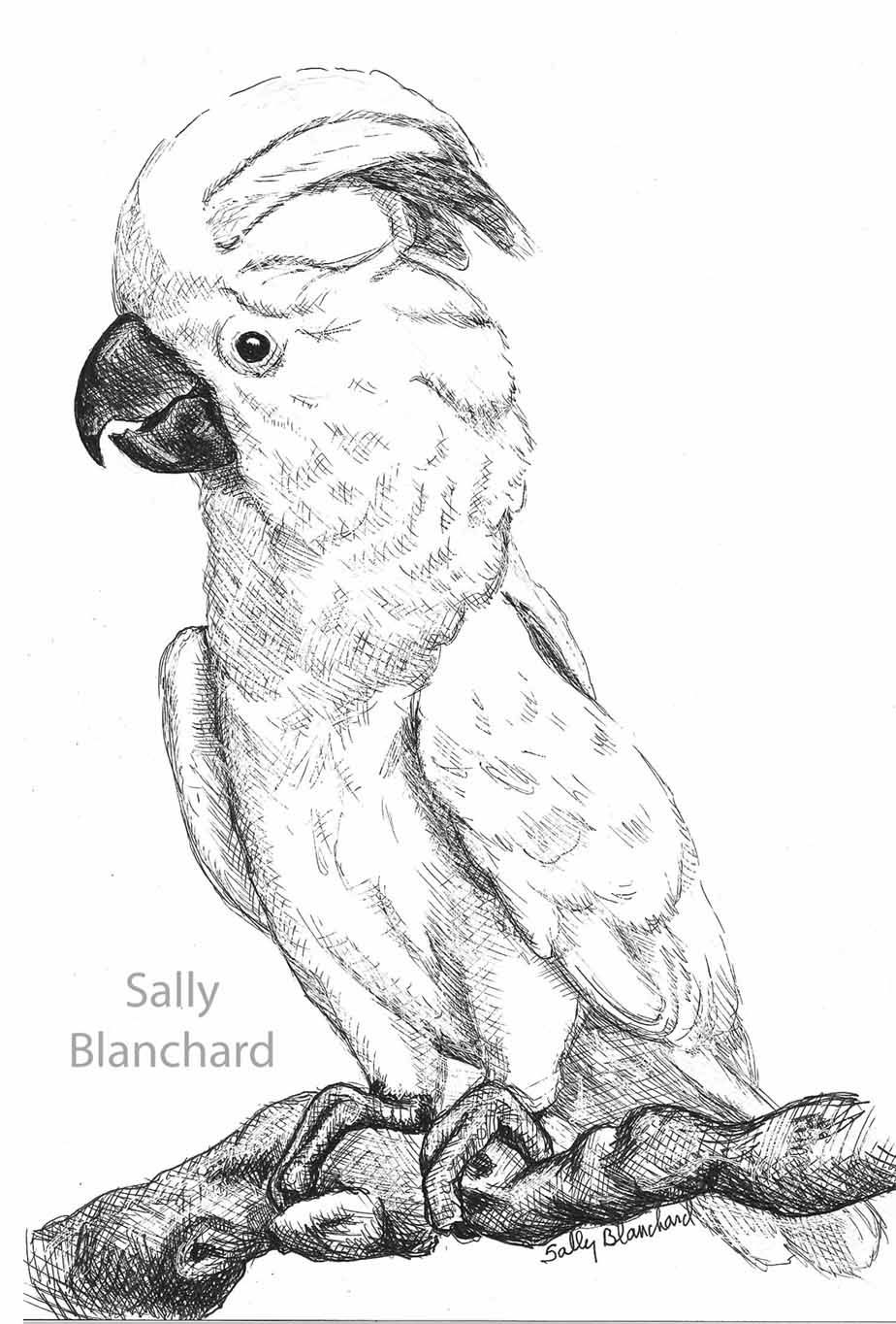 Cockatoo Drawing, Pencil, Sketch, Colorful, Realistic Art Images