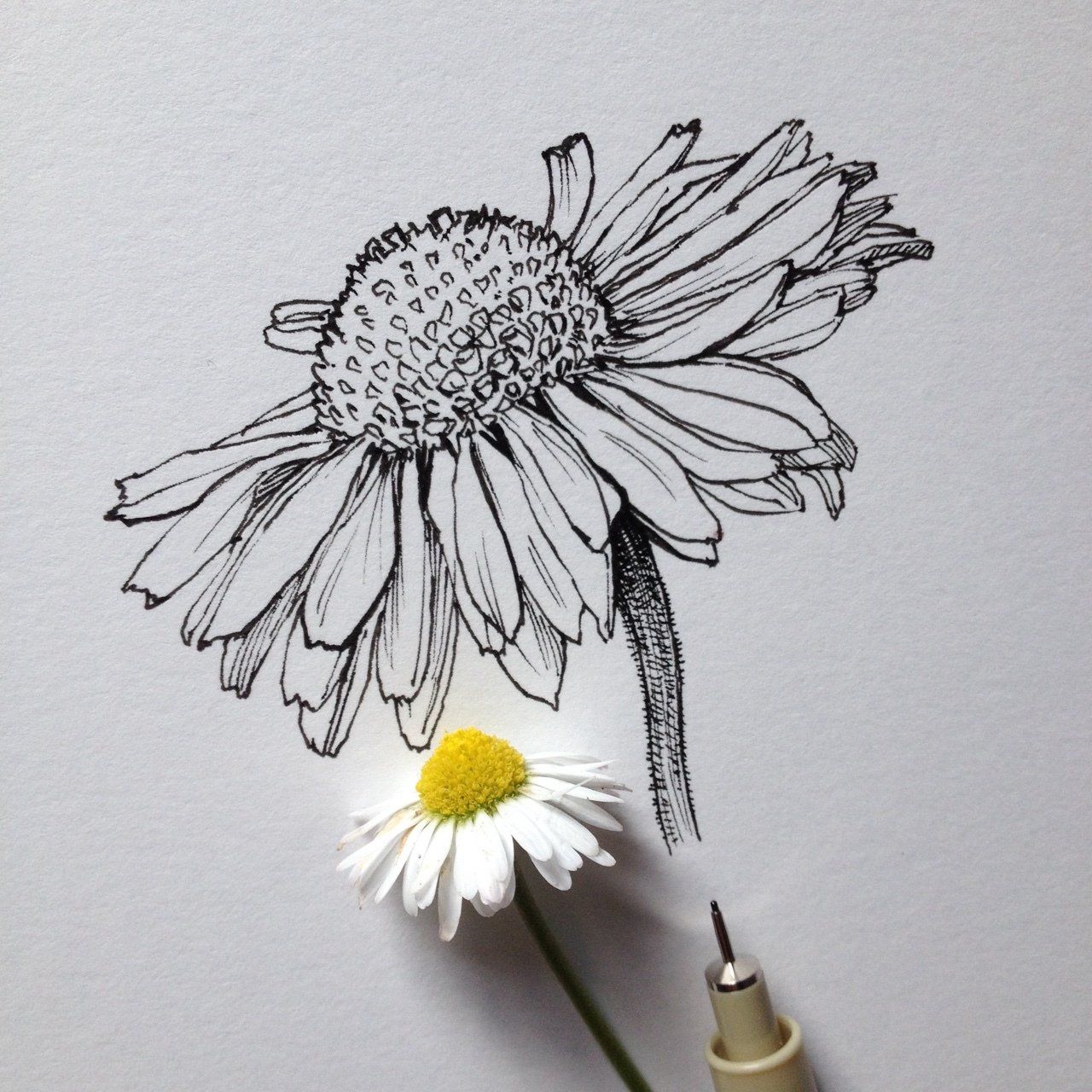 Daisy Flower Drawing Images Drawing Skill