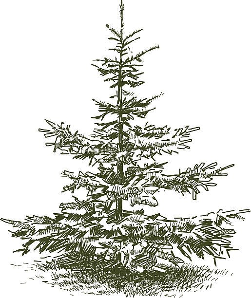 Fir Tree Drawing Skill