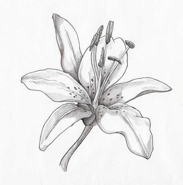 Lily Flower Drawing Sketch | Drawing Skill 605_x_600_jpg