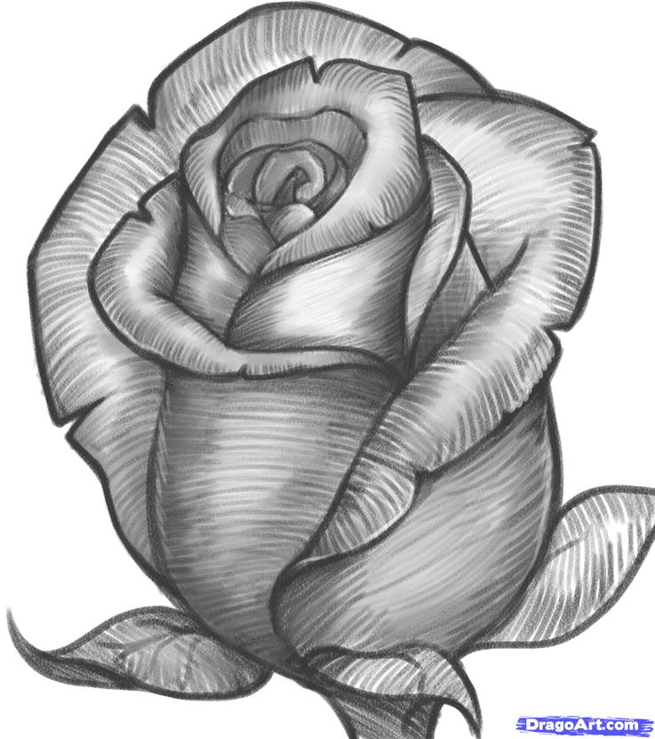 Rose Bud Drawing Photo Drawing Skill