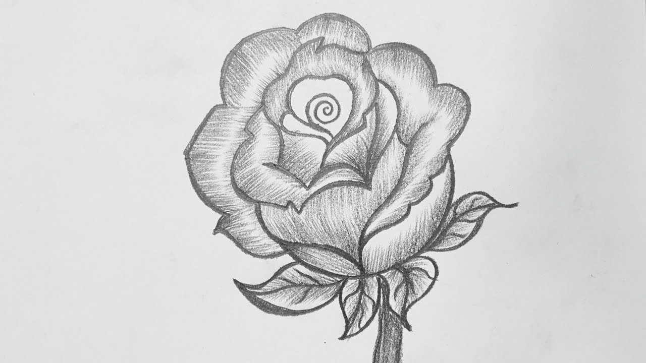 Rose Flower Drawing Beautiful Image Drawing Skill