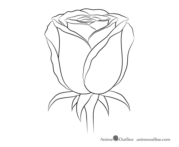 Rose Flower Drawing Images Drawing Skill