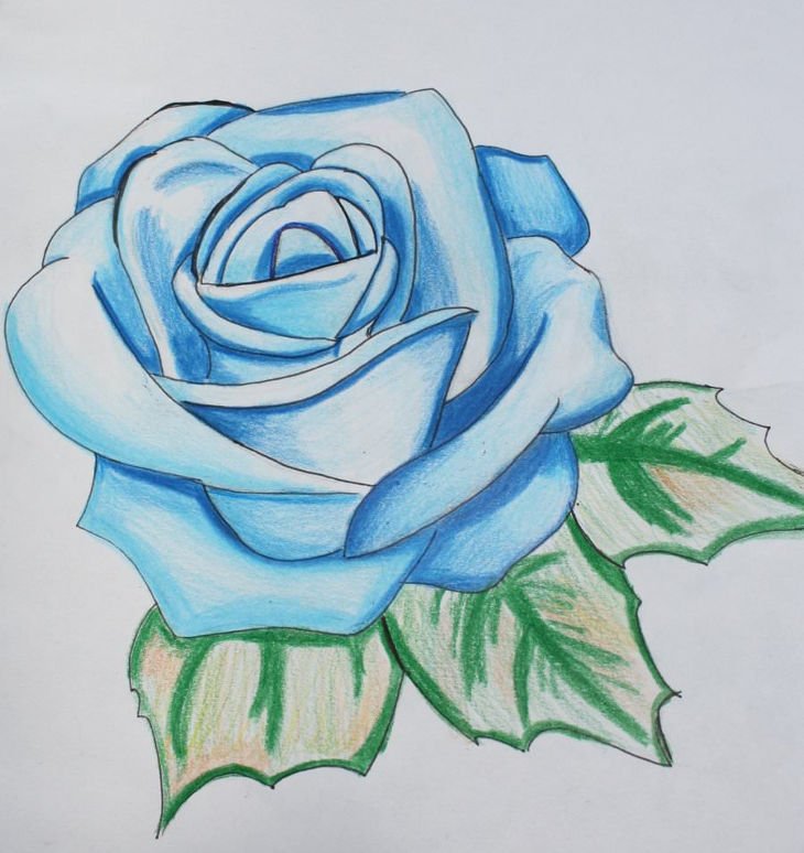 Rose Flower Drawing Picture Drawing Skill